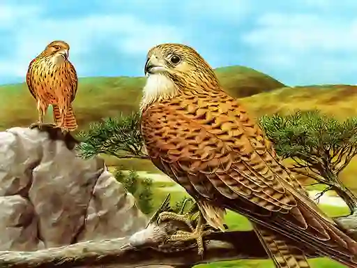 游戏Birds of Prey Slide在线
