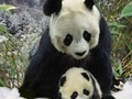 游戏100图片测验在线 null 在线