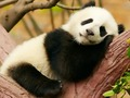 游戏动物的差异 在线