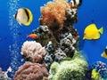游戏海水下差异 在线