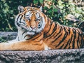 游戏贾吉拼图 在线