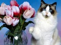 游戏有趣的猫拼图 在线