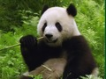 游戏熊猫拼图在线