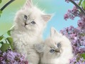 游戏有趣的猫在线