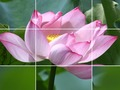 游戏莲花在线
