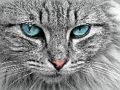 游戏猫眼拼图 在线