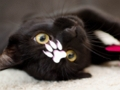 游戏可爱猫咪拼图 在线