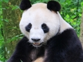 游戏动物拼图 在线