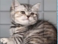游戏皮普猫 在线