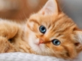 游戏小猫拼图系列 在线