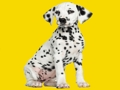 游戏Phantom Pups 拼图 在线