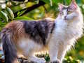 游戏旋转拼图 - 猫和狗 在线